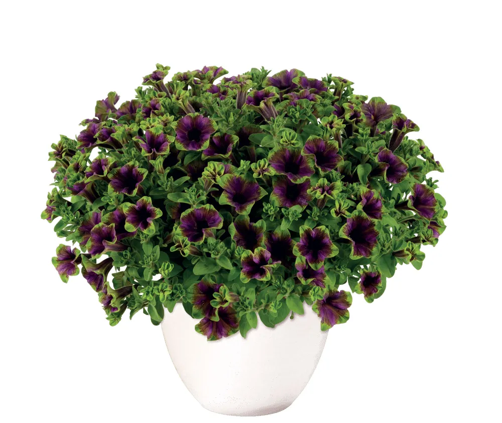 Amazonas™ Midnight Finch