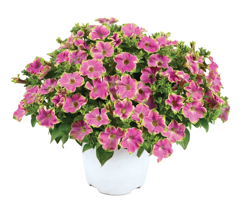 Amazonas™ Plum Cockatoo