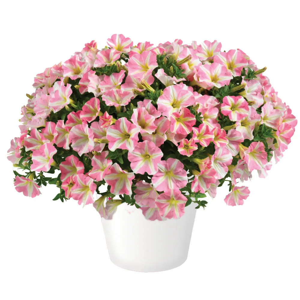 Amore Princess Pink®