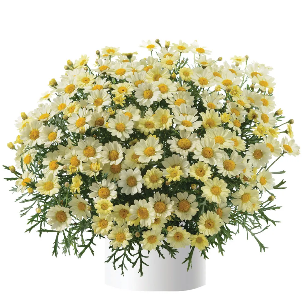 Angelic™ Lemon Pastel