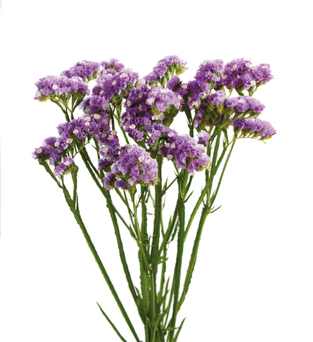 Baikal Lavender ®