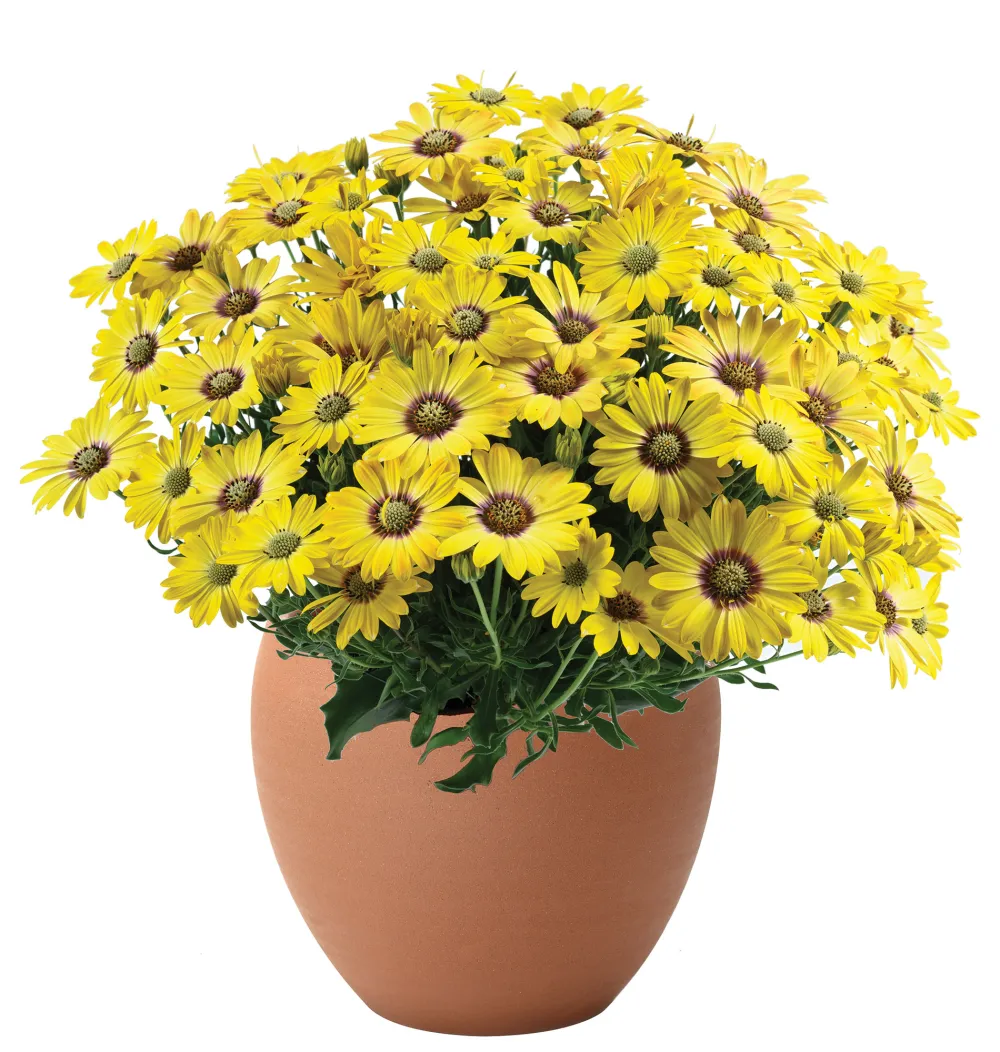 Besties™ Cheerful Gold