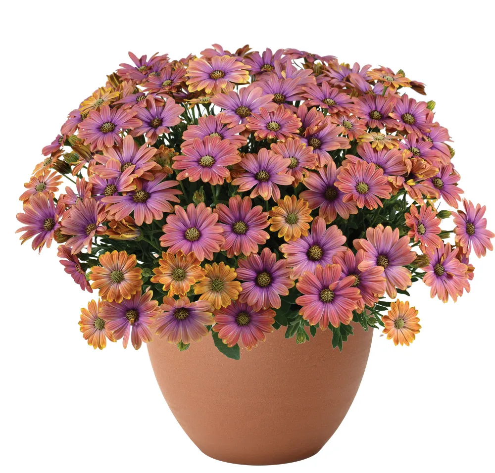 Besties™ Dynamic Bicolor