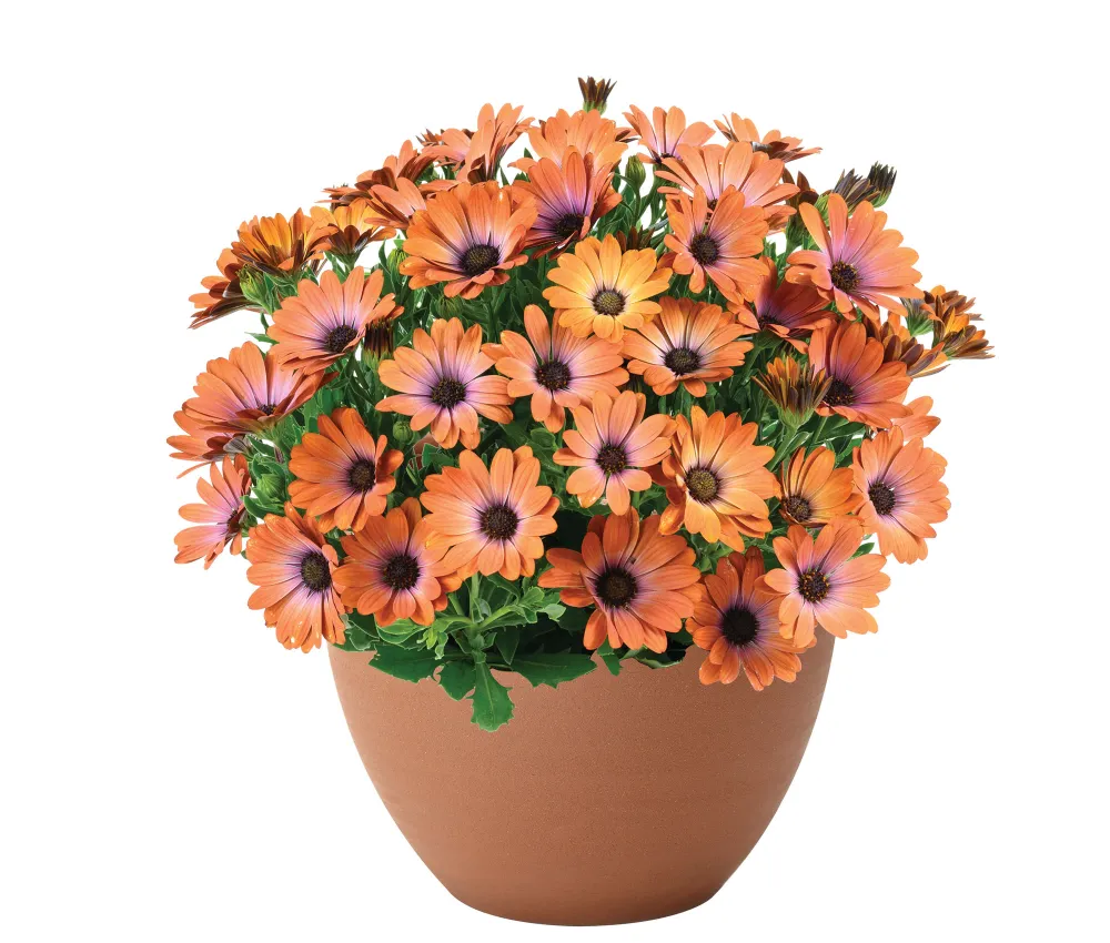 Besties™ Inspiring Orange