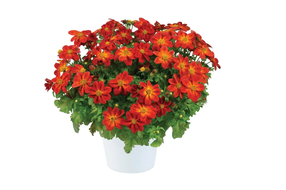 Blazing Ring of Fire™