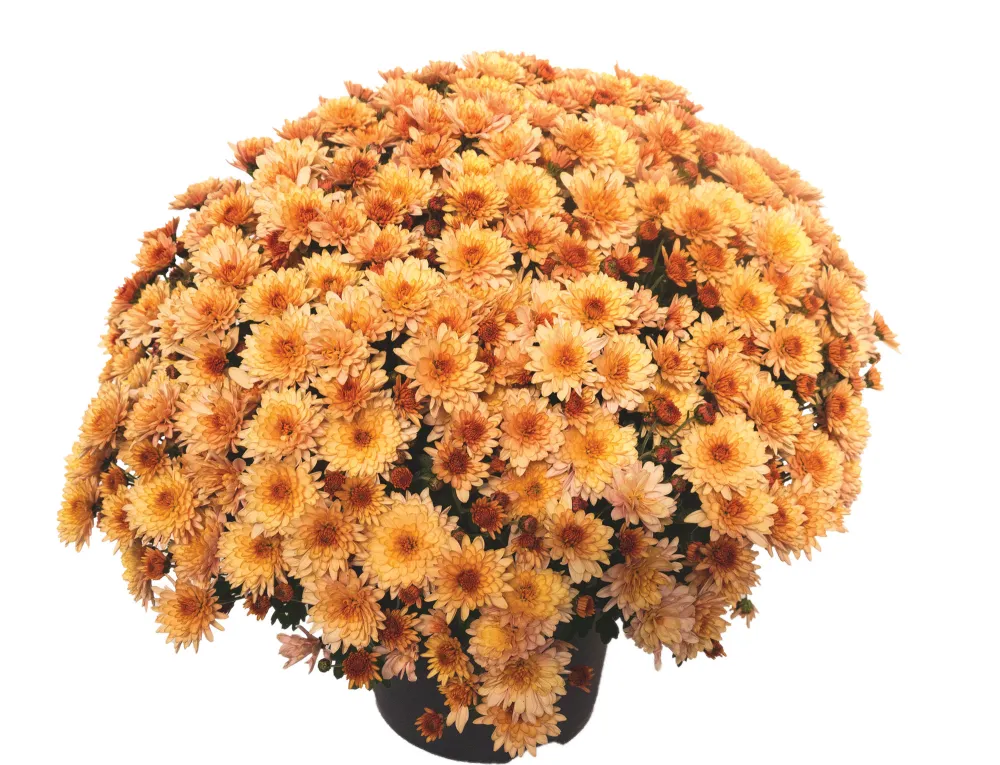 Branfountain Apricot®