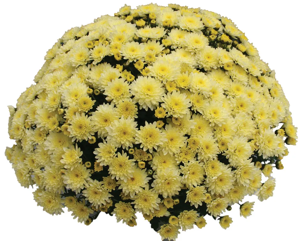 Branfountain Lemon®