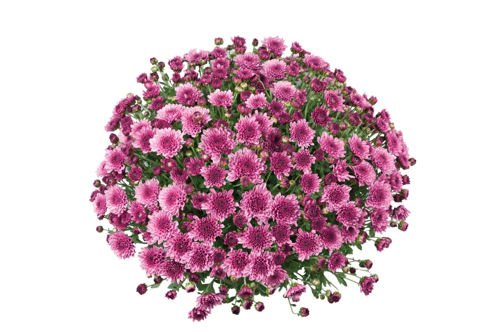 Branfountain Purple®