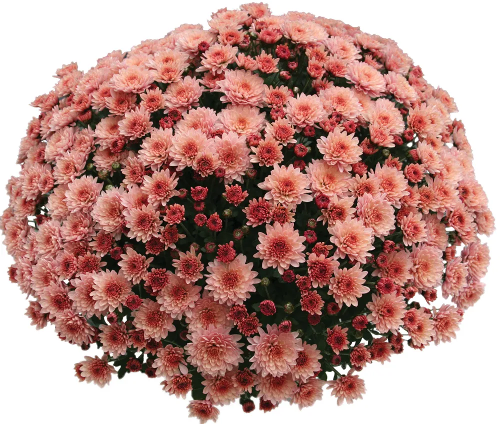 Branfountain Salmon®