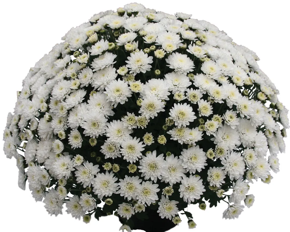 Branfountain White®