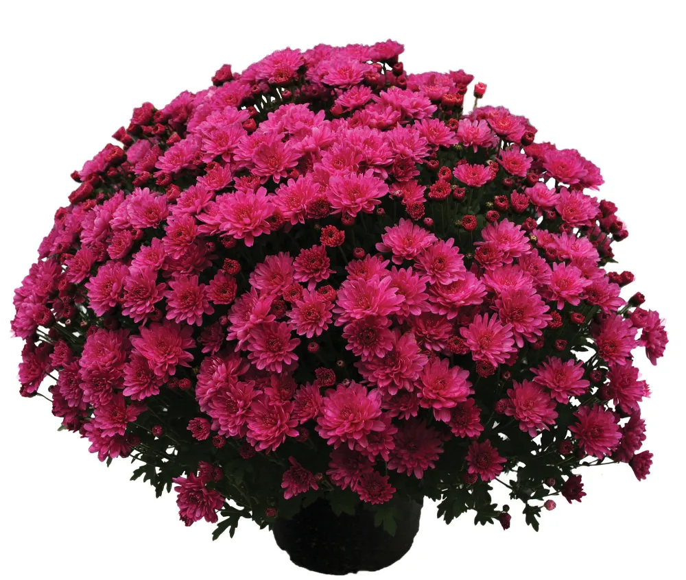 Branperfect Purple®