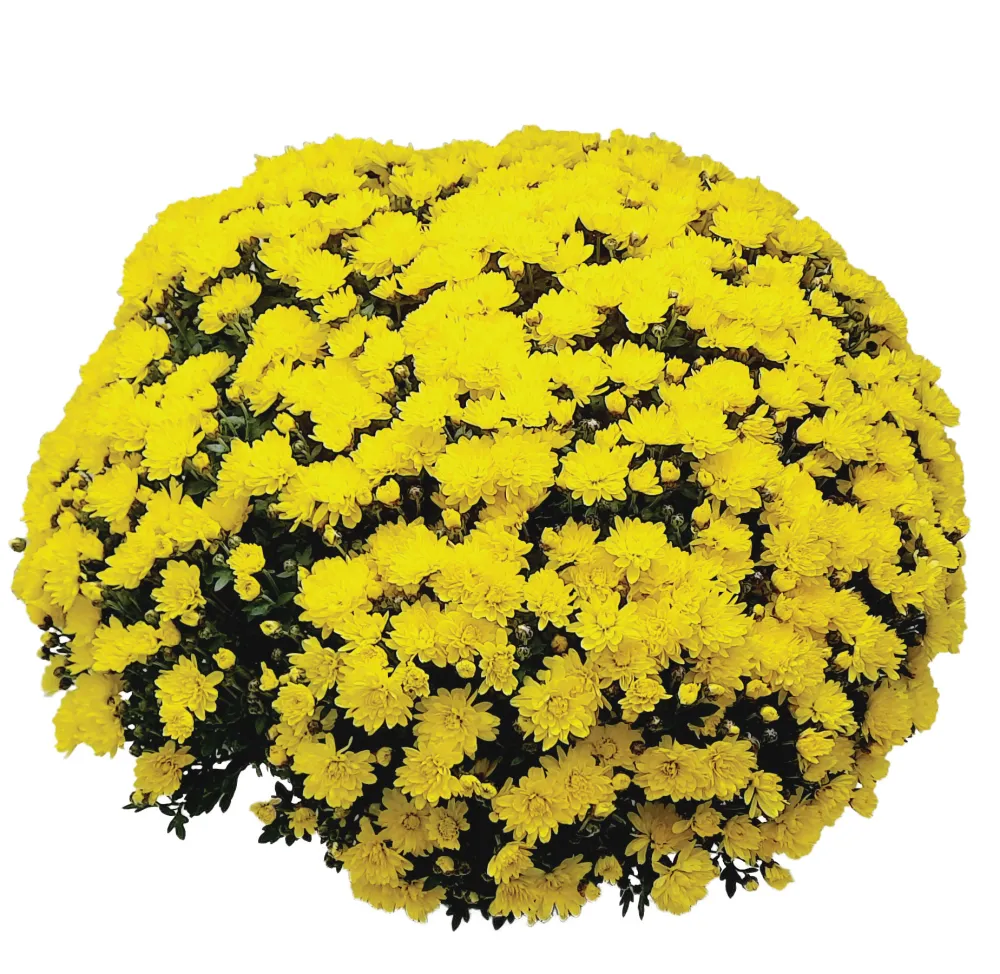 Branperfect Yellow®