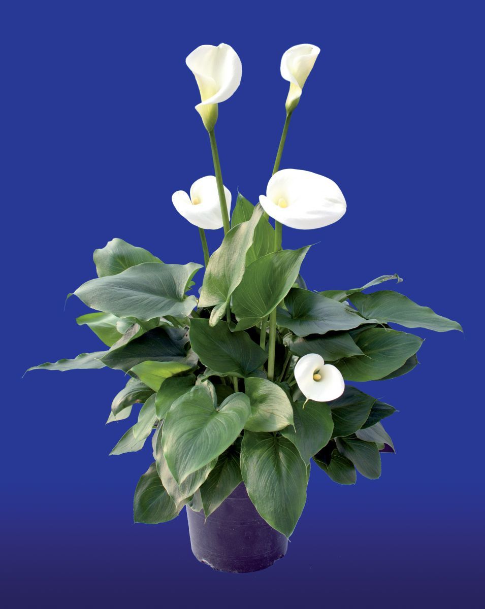 Calla Aethiopica