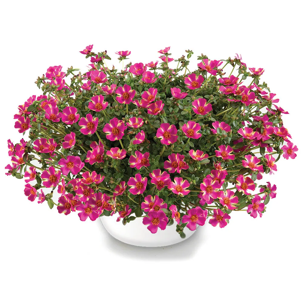 Campino Twist Pink®