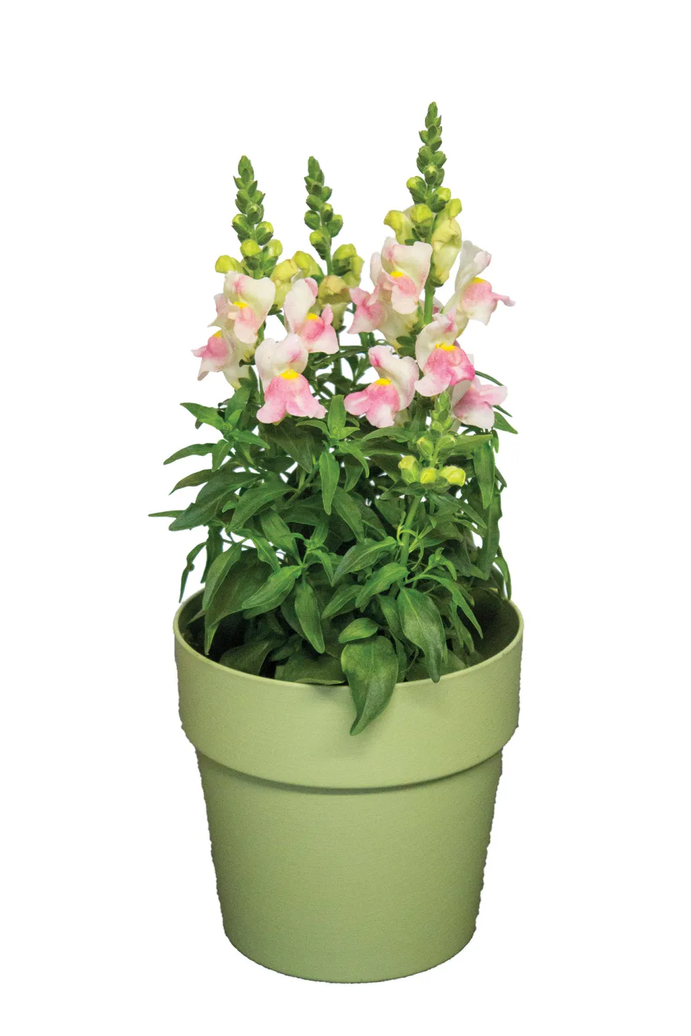 Candy Tops Pink Bicolour