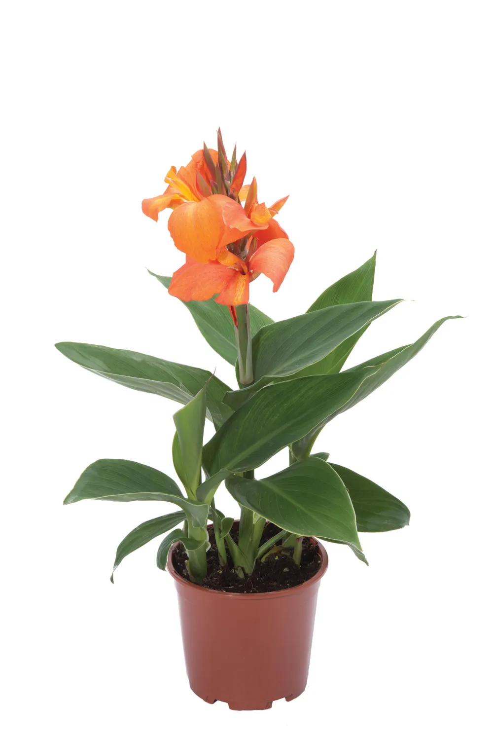 Cannova Orange Shades