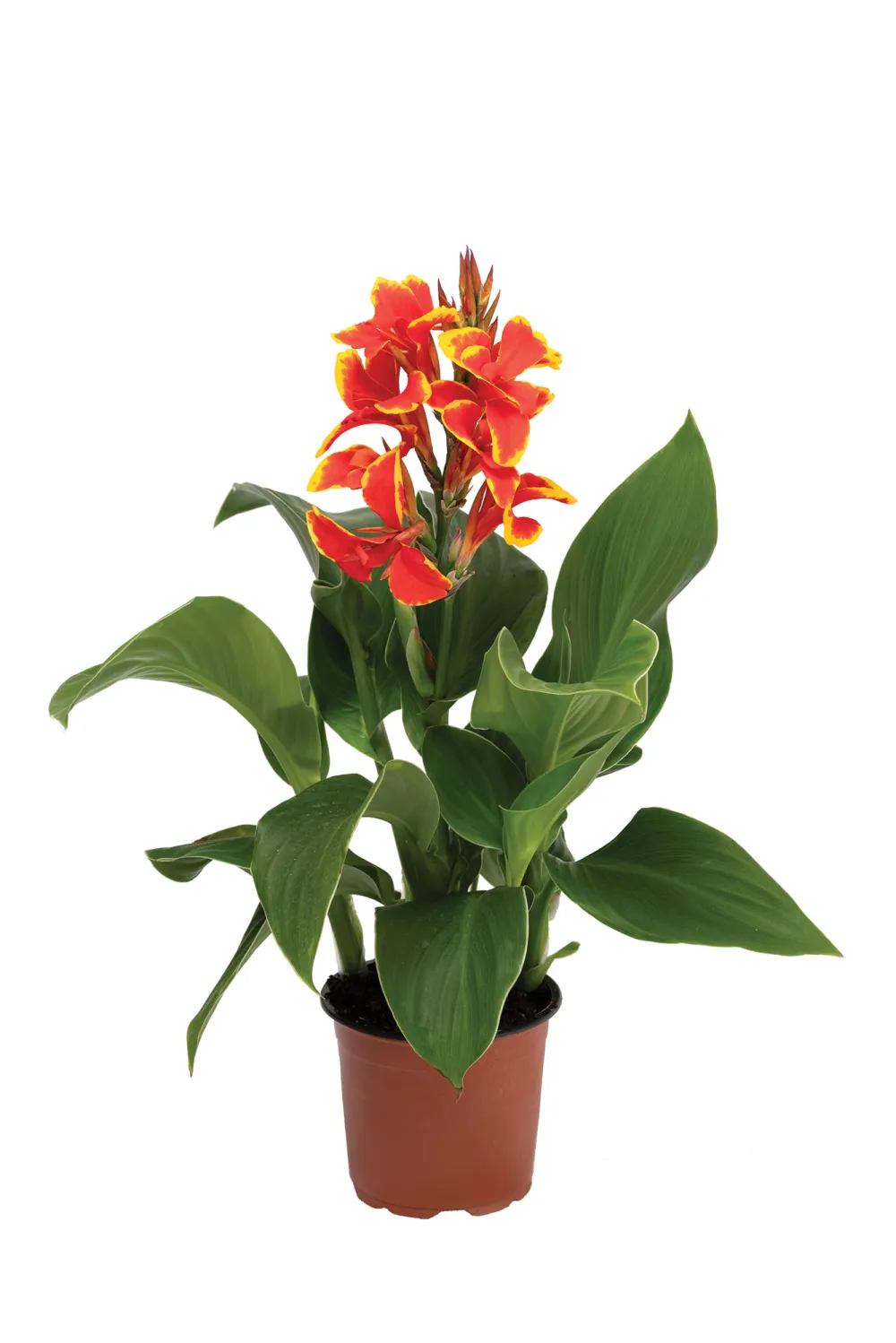 Cannova Red Golden Flame