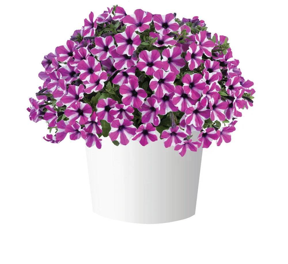 Capella™ Magenta Diamond