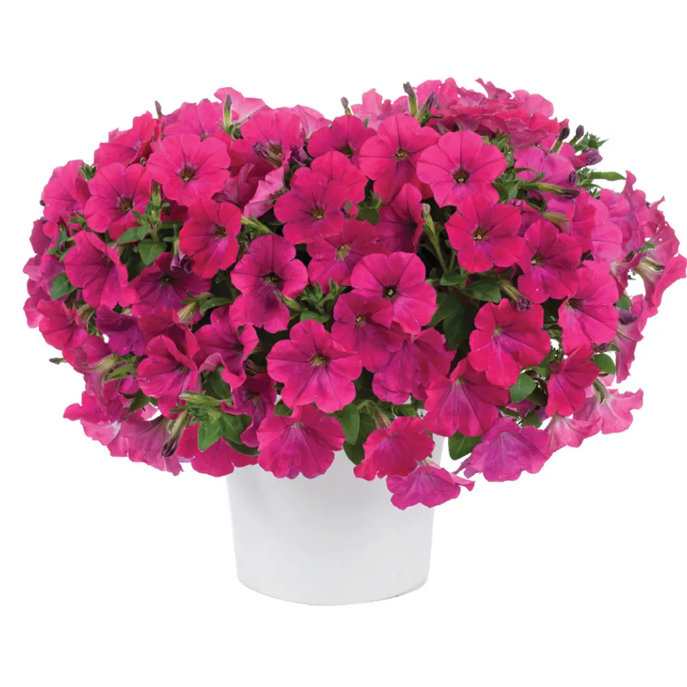 Capella™ Neon Pink