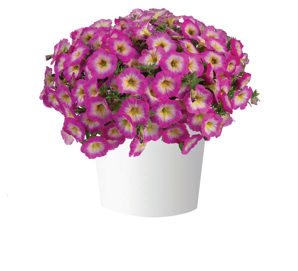 Capella™ Pink Morn