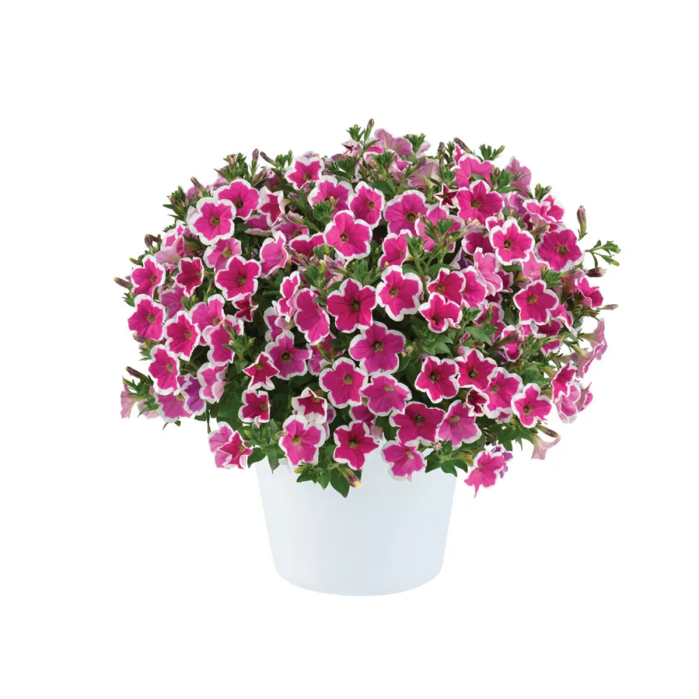 Capella™ Rim Fuchsia