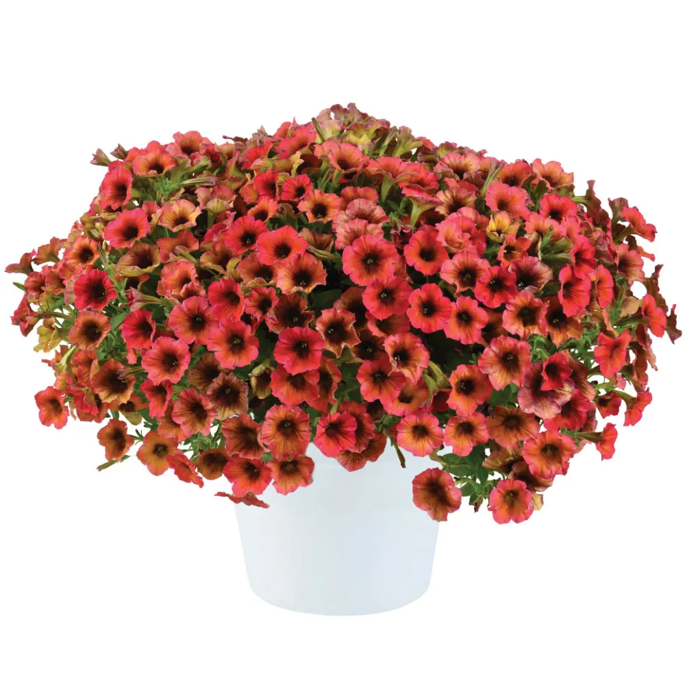 Cascadias™ Arizona Sky