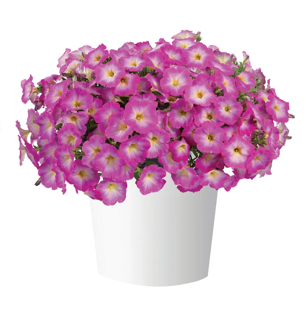 Cascadias™ Fantasy Hot Pink