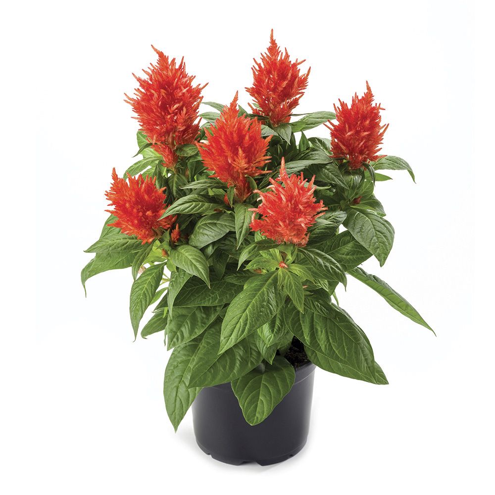 Floriosa Orange®