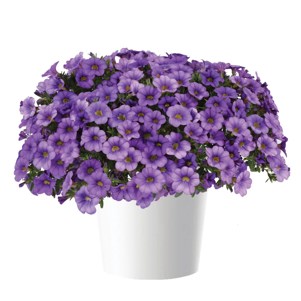 Colibri™ Dark Lavender