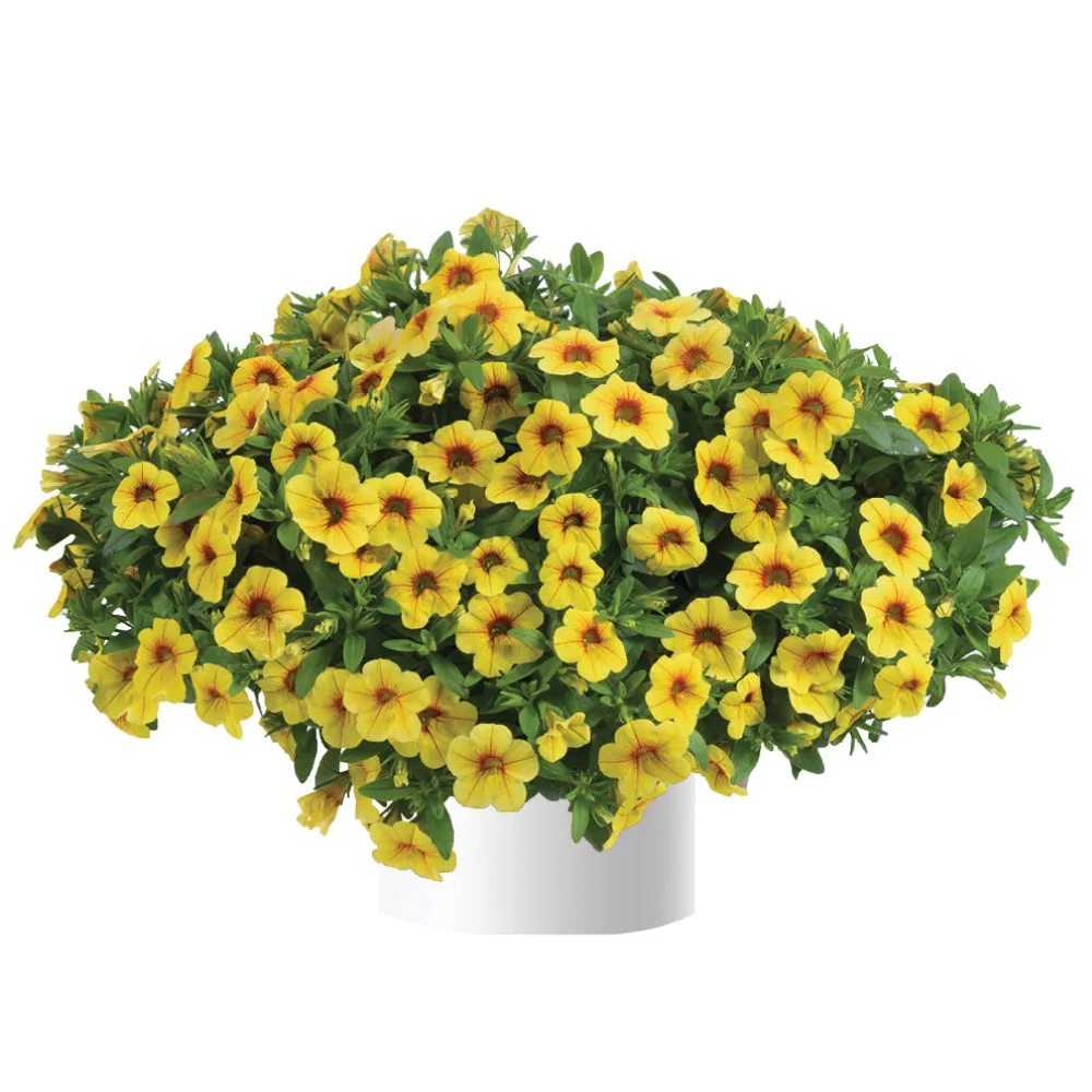 Colibri™ Mellow Yellow