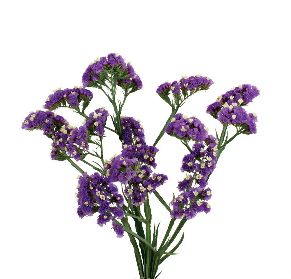 Deep Lavender®