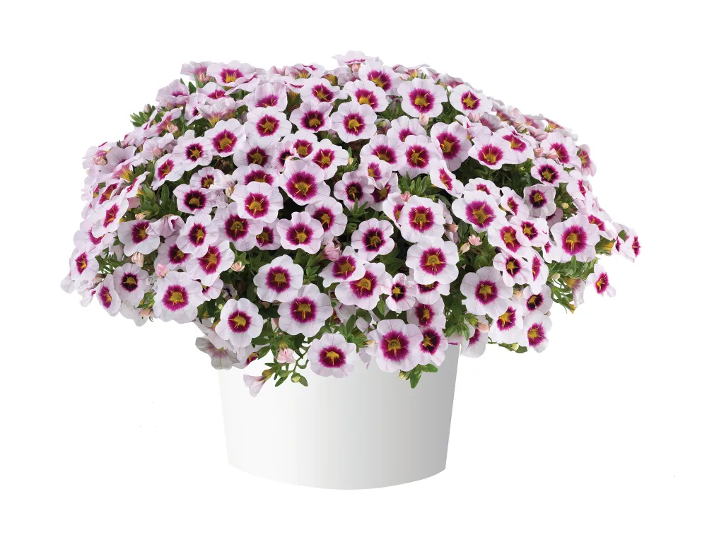 Eyeconic™ Cherry Blossom