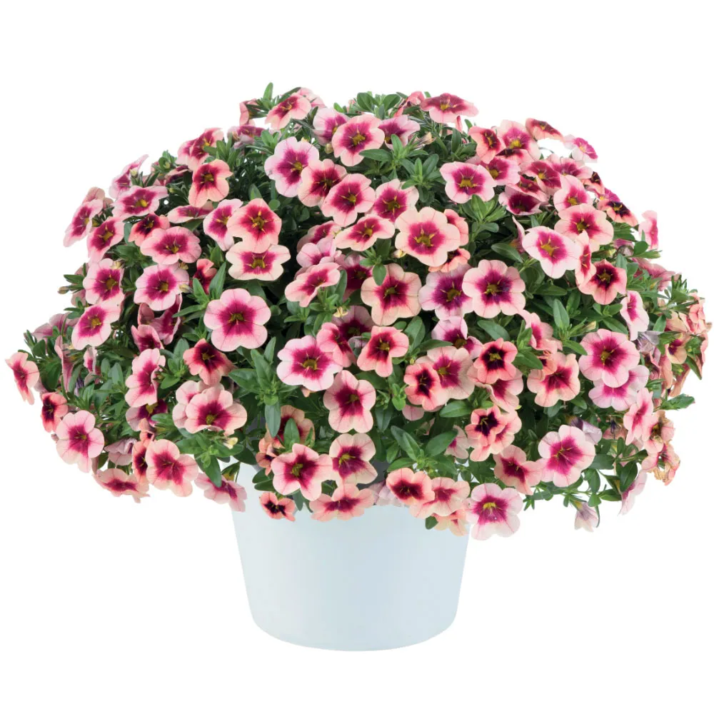 Eyeconic™ Strawberry