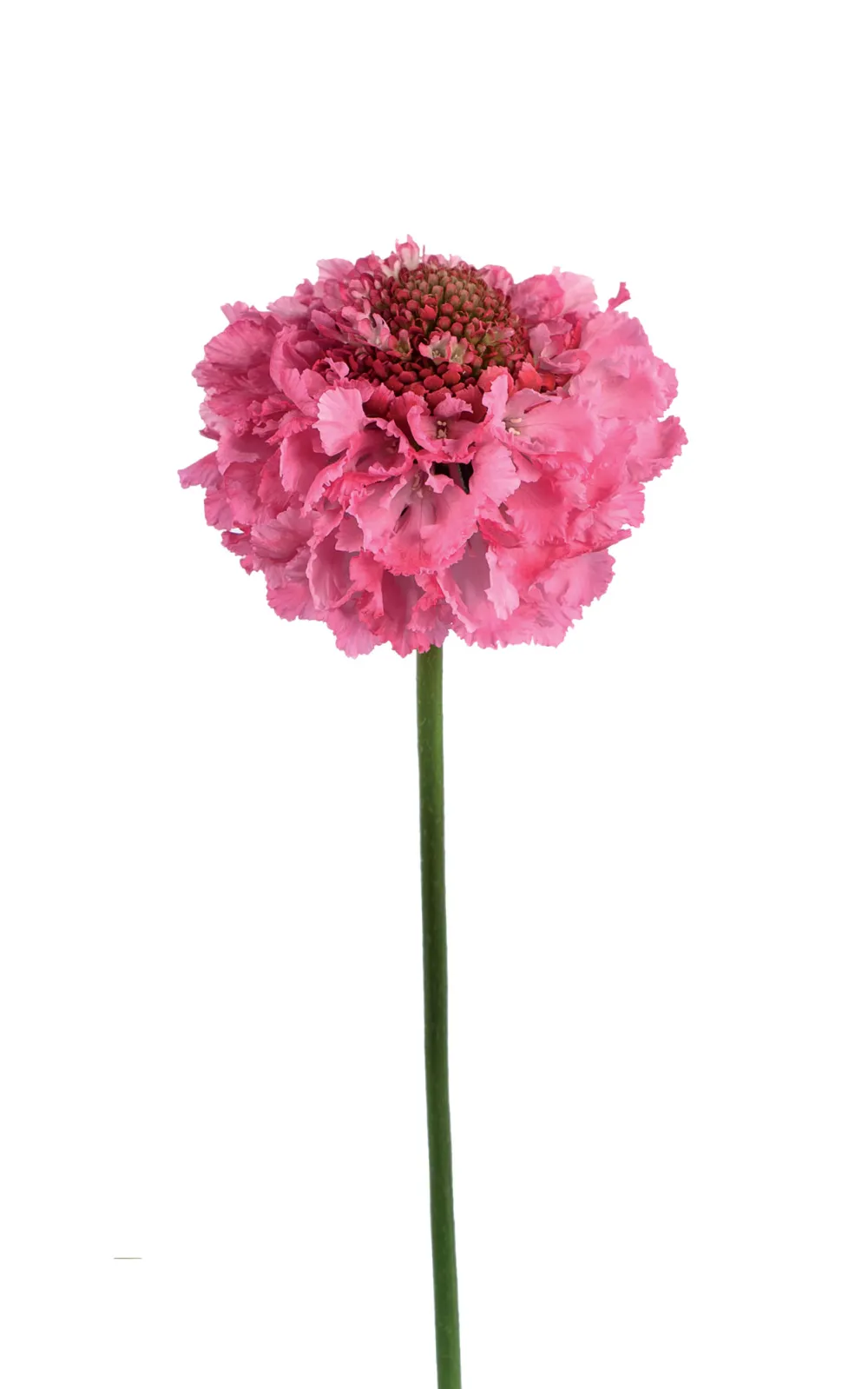 Focal Scoop Popsicle®