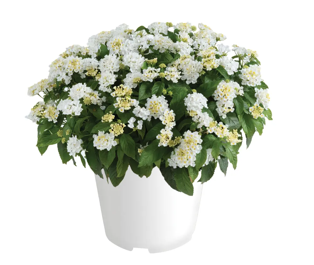 GEM Compact White Sapphire™