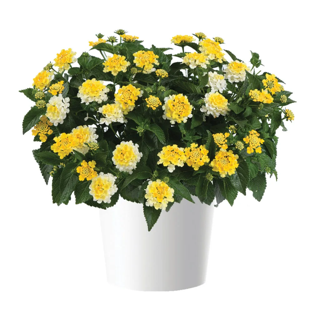 GEM Compact Yellow Topaz™