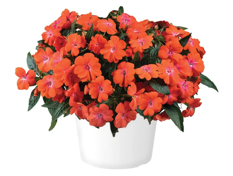 Harmony® Colorfall™ Orange