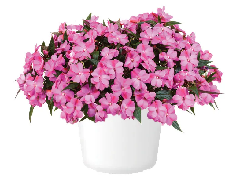 Harmony® Colorfall™ Passion