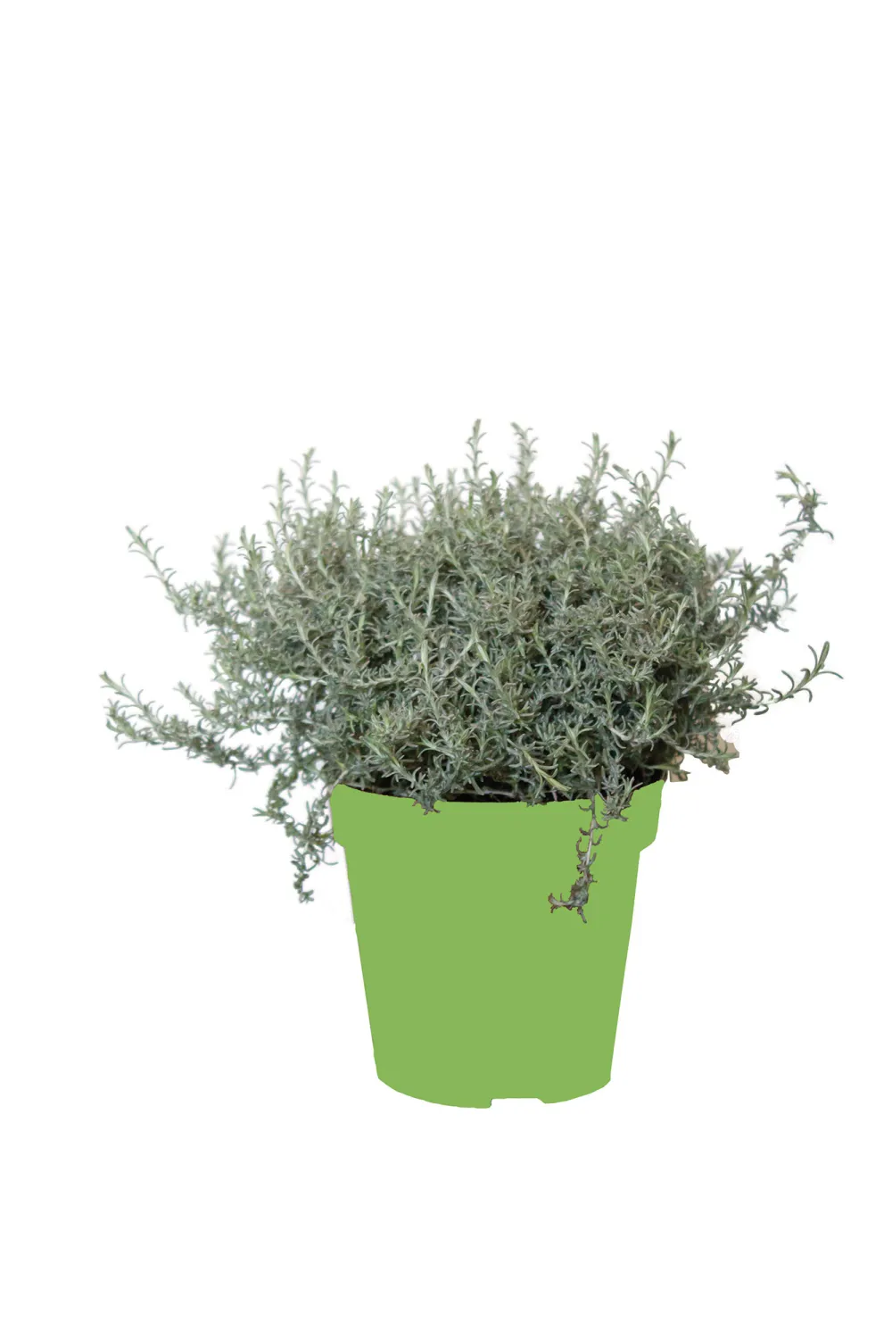 Helicrisum Helifresco®