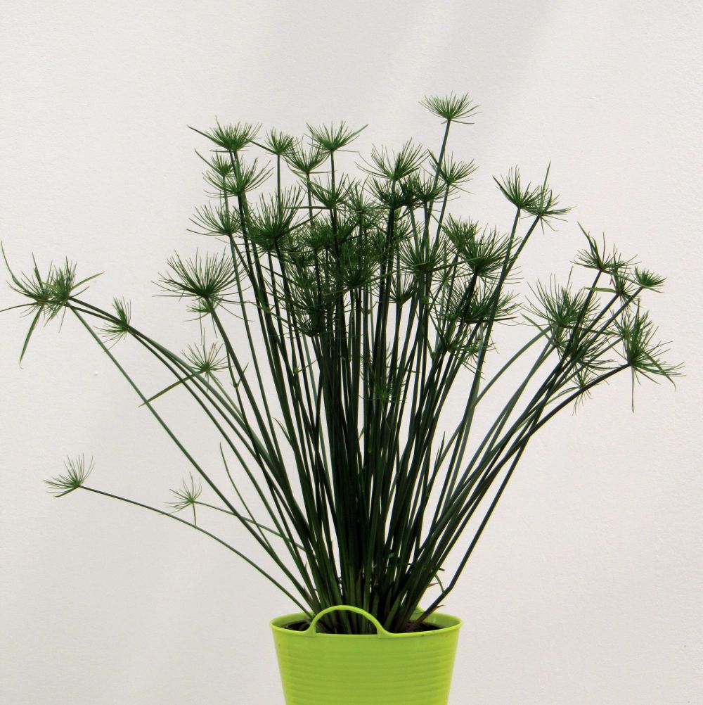 Cyperus ®