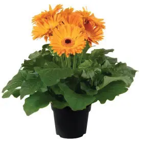 Joybera Golden Yellow