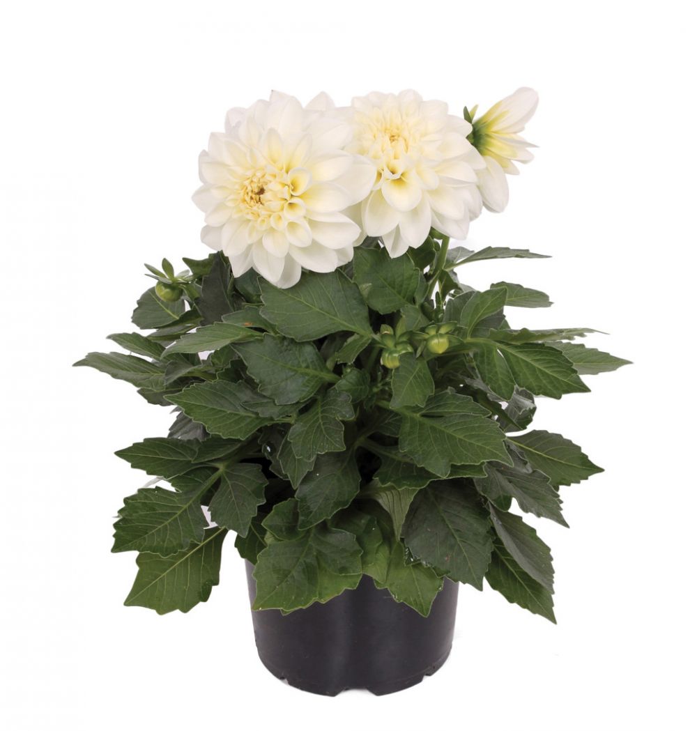 Labella Medio White®