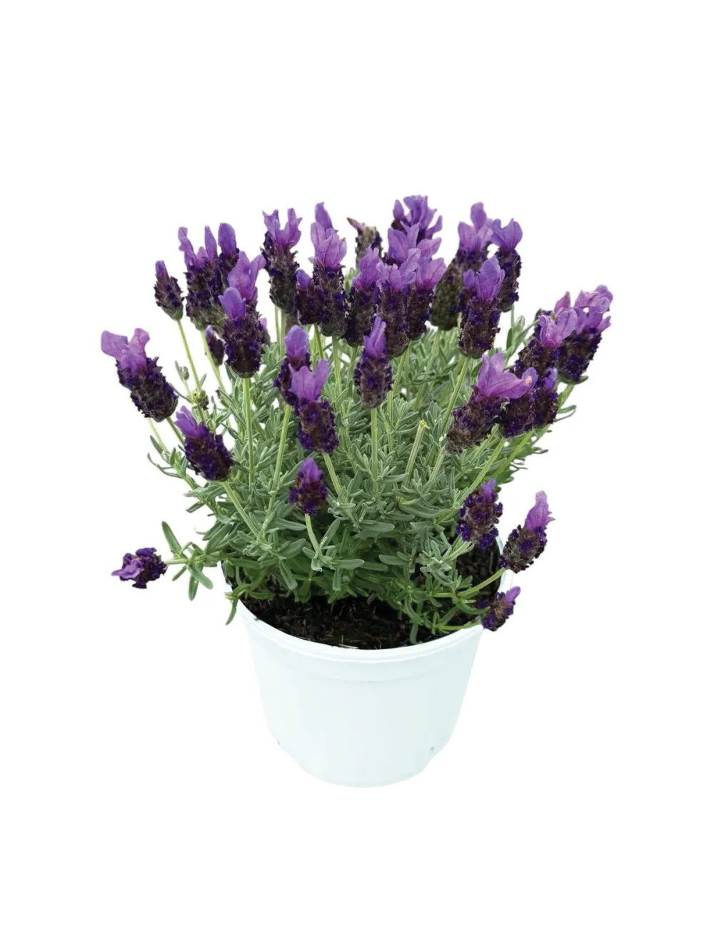 Stoechas Lamorosia Maxi Purple Flag®