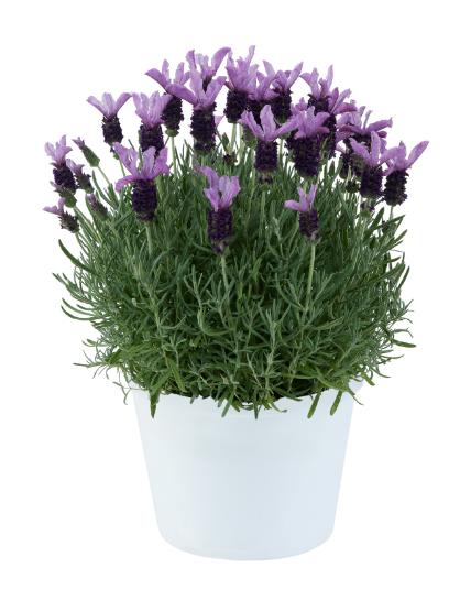 Stoechas Laveanna Violet®