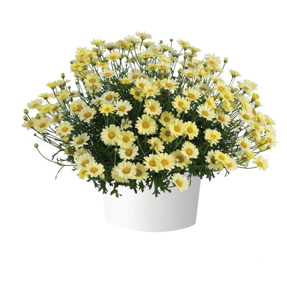 Lollies buttermint Imp