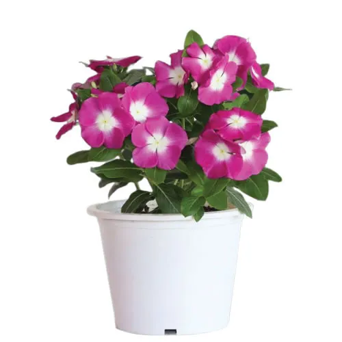 Mega Bloom® Orchid Halo
