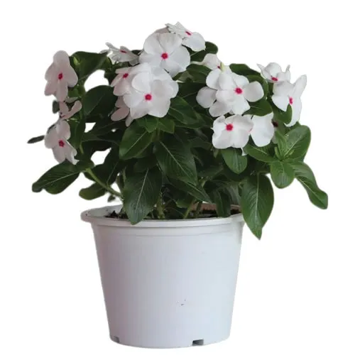 Mega Bloom® Polka Dot