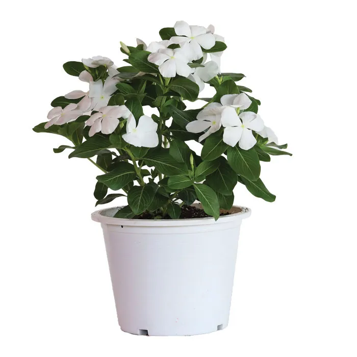 Mega Bloom® White