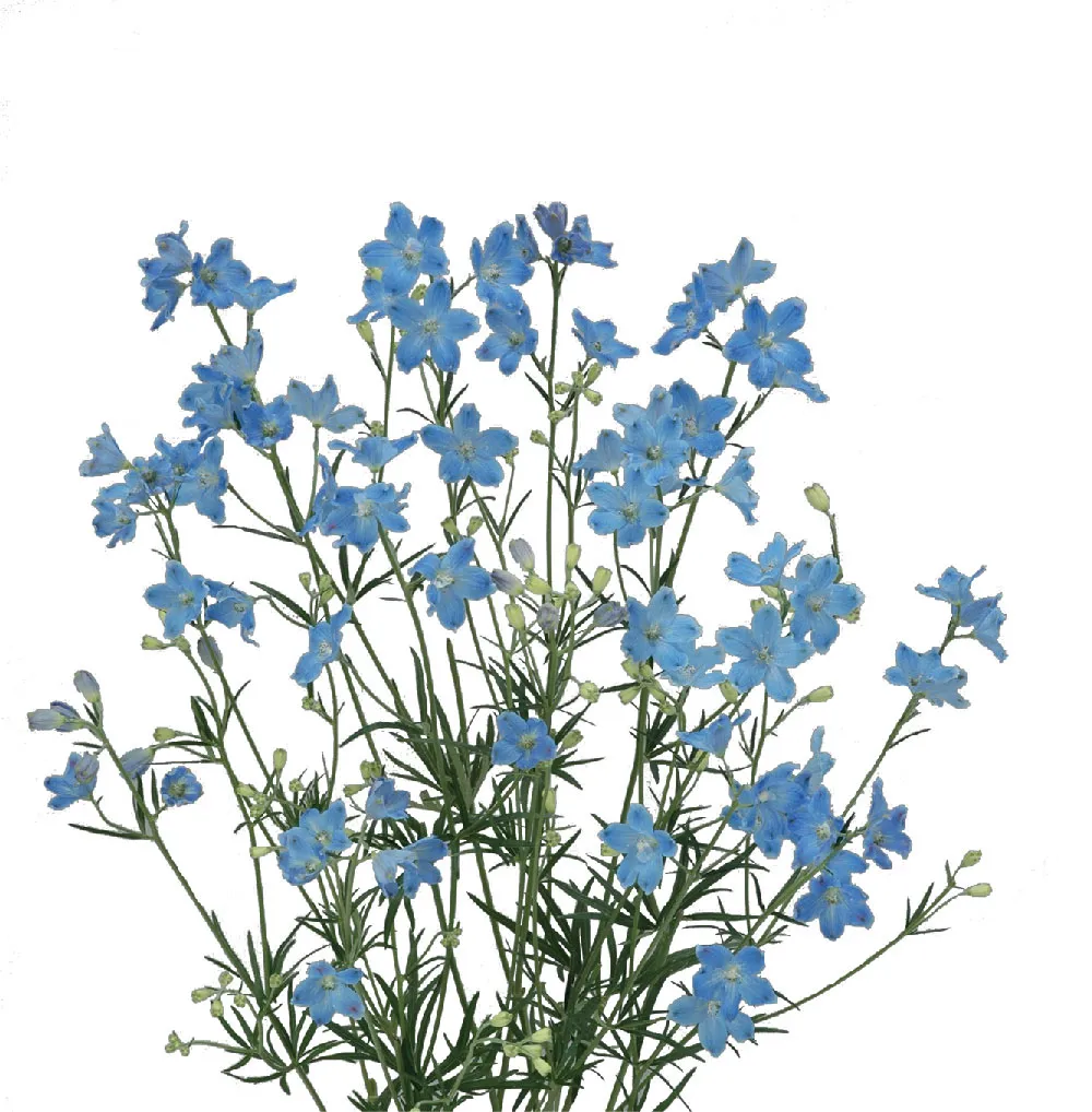 Morpho Platinum Blue