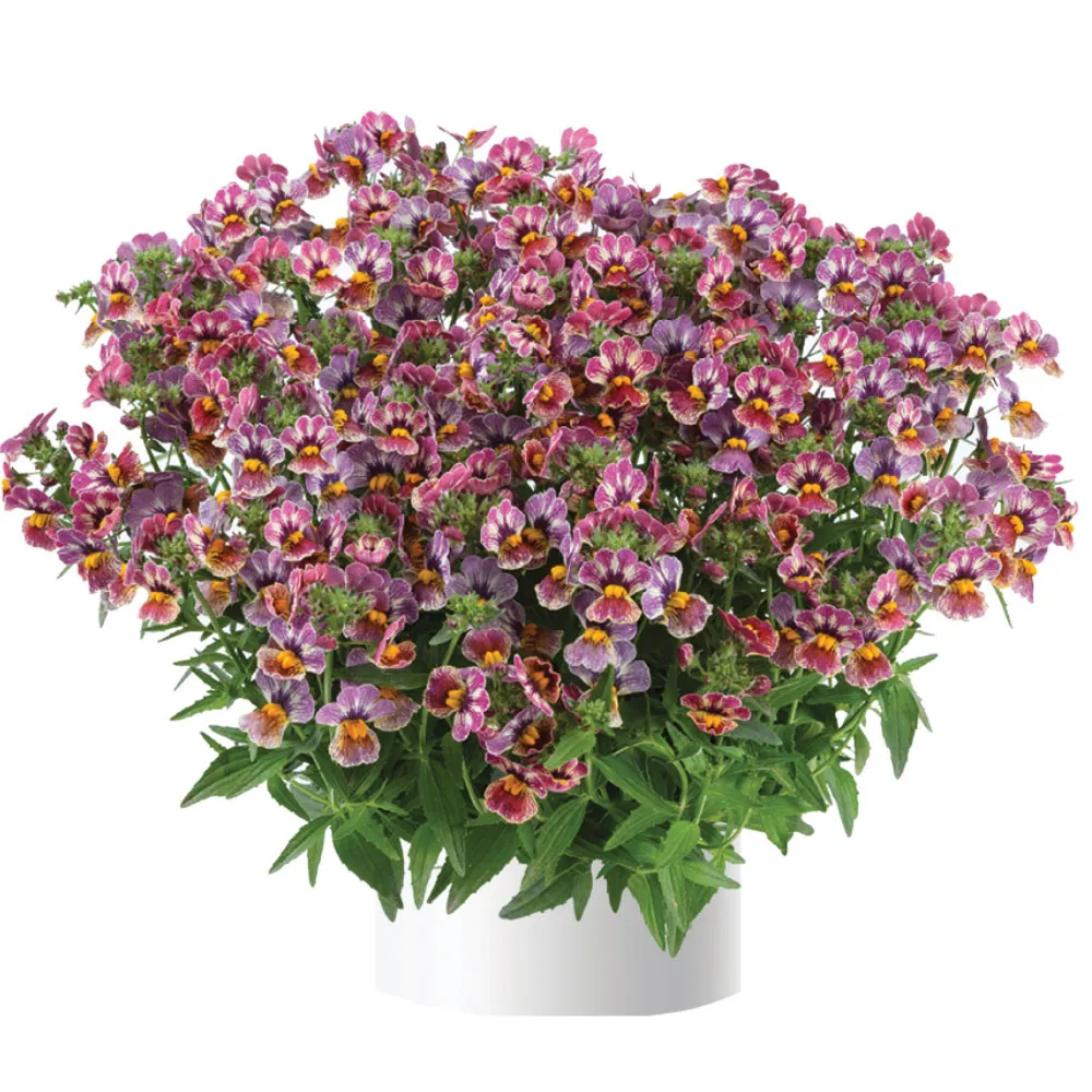 Nesia Tutti Frutti®